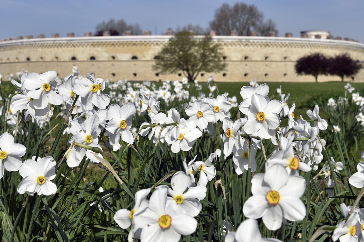 Themenbild Fr&uuml;hlingsblumen im Klenzepark vor dem Reduit Tilly