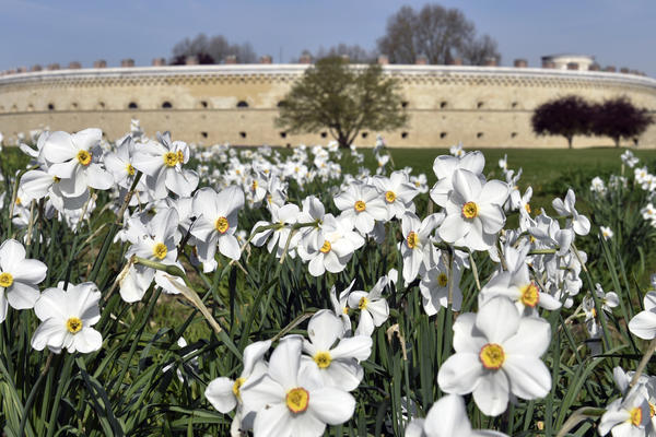 Themenbild Fr&uuml;hlingsblumen im Klenzepark vor dem Reduit Tilly