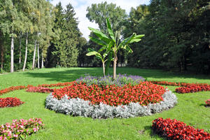 Bild vergr&ouml;&szlig;ern: Blumen im Luitpoldpark