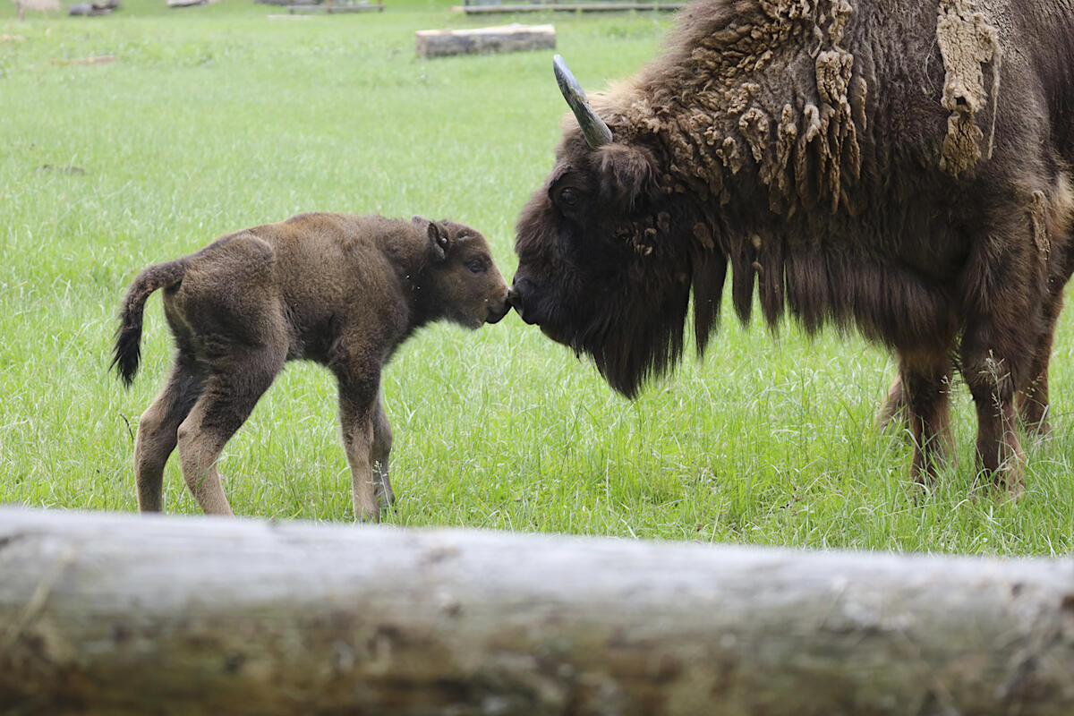 Nachwuchs bei den Wisenten im Wildpark