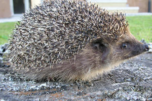 Igel