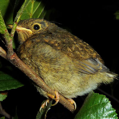 Bild vergr&ouml;&szlig;ern: Amselk&uuml;ken