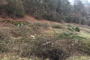 Bild vergr&ouml;&szlig;ern: Entbuschung