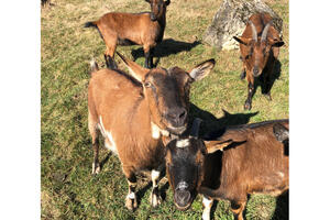 Bild vergr&ouml;&szlig;ern: Beweidung