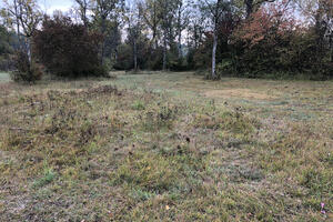 Bild vergr&ouml;&szlig;ern: Altgrasstreifen