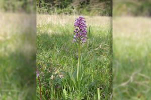 Bild vergr&ouml;&szlig;ern: Helm-Knabenkraut