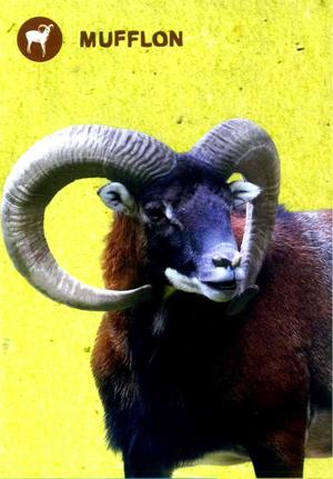 Wildpark - Mufflon