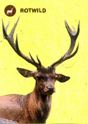 Wildpark - Rotwild
