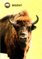 Wildpark - Wisent