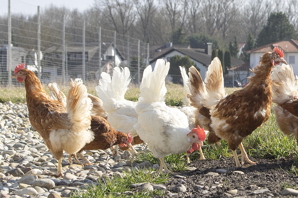 Freiland-H&uuml;hner