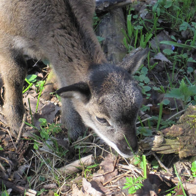 Bild vergr&ouml;&szlig;ern: Wildpark am Baggersee - Mufflon