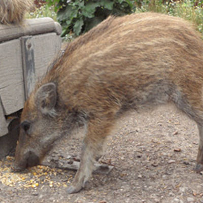 Bild vergr&ouml;&szlig;ern: Wildschwein im Wildpark am Baggersee